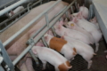 Які свиноматки годяться на роль мачух для поросят
