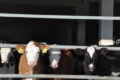 На фермі Villa Milk цього року народилося понад 100 телят