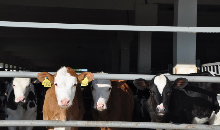На фермі Villa Milk цього року народилося понад 100 телят