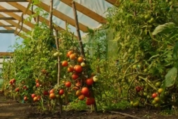 Фермерів навчать заробляти на теплицях та отримувати гранти