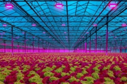 Салатам необхідна у 6 разів менша щільність світла, ніж огіркам і томатам