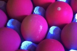 <strong>Інкубаційні яйця дезинфікують ультрафіолетом</strong>