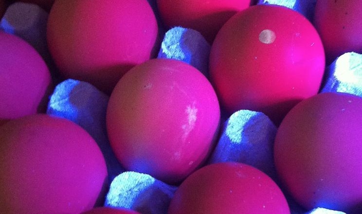 Інкубаційні яйця дезинфікують ультрафіолетом