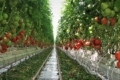 Виробництво томатів в ЄС цього року впаде на 3%   