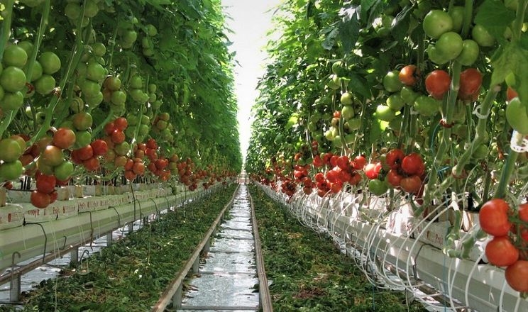 Вирощування томатів у ЄС страждає від цін на енергоносії