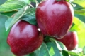Молдовські виробники міняють сорти яблук у садах