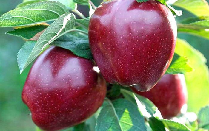 В Індії очікують проблеми з урожаєм яблук