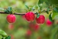 Буковинська сім’я закладе сад експортного яблука