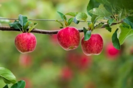 Поміркований ріст яблунь сприяє регулярному плодоношенню