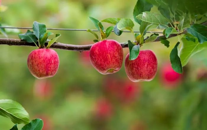 Навантаження яблуками впливає на їх рум’янець