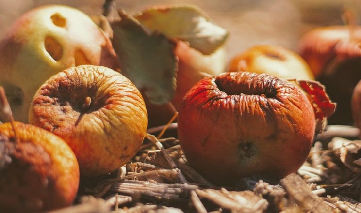 Яблуневі сади по всьому світу постраждали від погоди