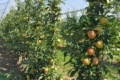 В Угорщині очікують найменший урожай яблук за 10 років