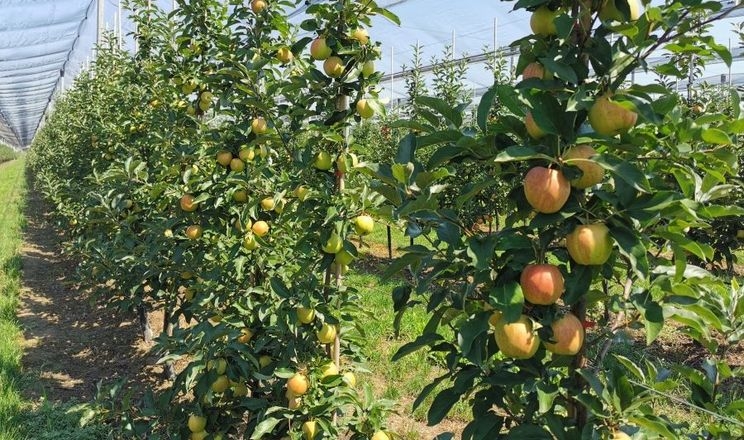 В Угорщині очікують найменший урожай яблук за 10 років