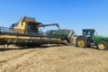 Урожайність пшениці в Сумському кластері ІМК вища від минулорічної