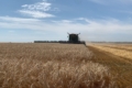 Озиму пшеницю в «Агровіт» на Черкащині зібрали з урожайністю понад 60 ц/га