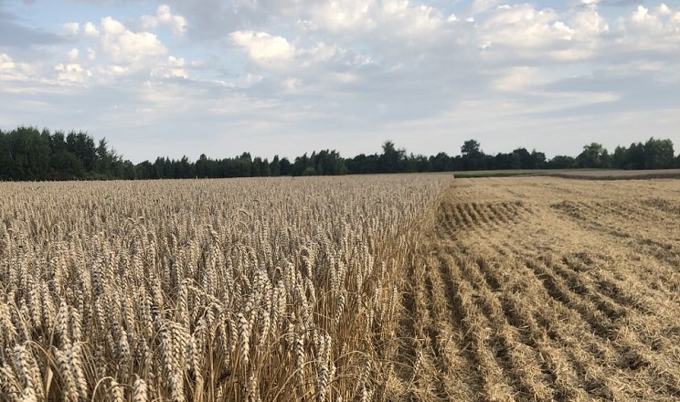 Рекордну врожайність озимої пшениці отримало одне з підприємств «Агрейн»
