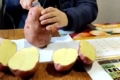 Чернігівський фермер показав урожай картоплі