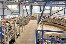Удої молока за І півріччя знизилися на 5%
