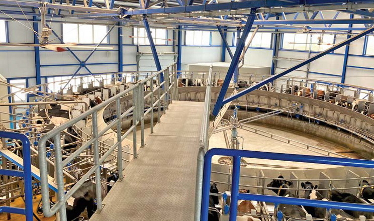 Як доїльна установка може підвищити продуктивність корови