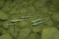 У карпатські річки випущено майже 24 тис. мальків дунайського лосося