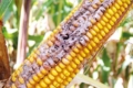 Як виявити симптоми фузаріозних стеблових гнилей кукурудзи на ранній стадії