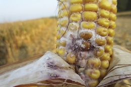 Фузаріозна гниль кукурудзи є найпоширенішою та найнебезпечнішою