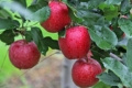 На Дніпропетровщині замінюють звичайні яблуні Гала новішими клонами