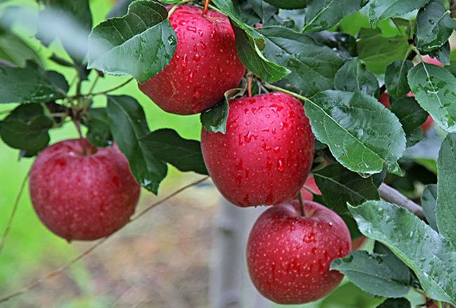 Яблуні Гала дозволять ТОВ «ІНТЕП» експортувати яблука