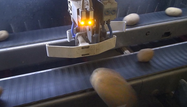 Оптичний сортувальник розрізняє розміри та дефекти картоплі