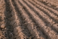 Які особливості підготовки ґрунту під озимі після багаторічних бобових трав