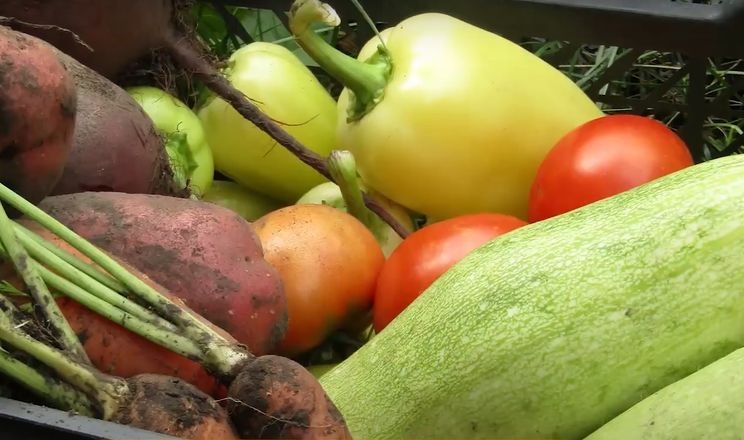 Черкаські овочі з «Садів Перемоги» консервують і сушать 