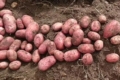 Урожай картоплі на Чернігівщині – заслуга агрономів