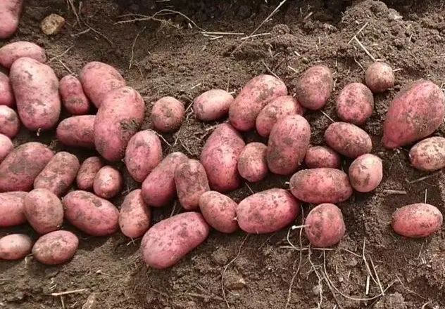 Урожай картоплі на Чернігівщині – заслуга агрономів