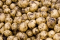 Європейський ринок картоплі має безпрецедентні виклики