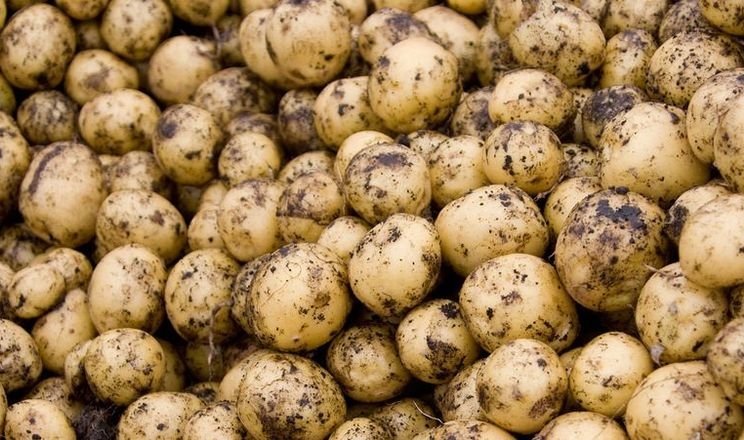 В окупованому Мелітополі шикуються черги за картоплею по 25 грн/кг