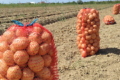 Собівартість вирощування картоплі зросла на 40%