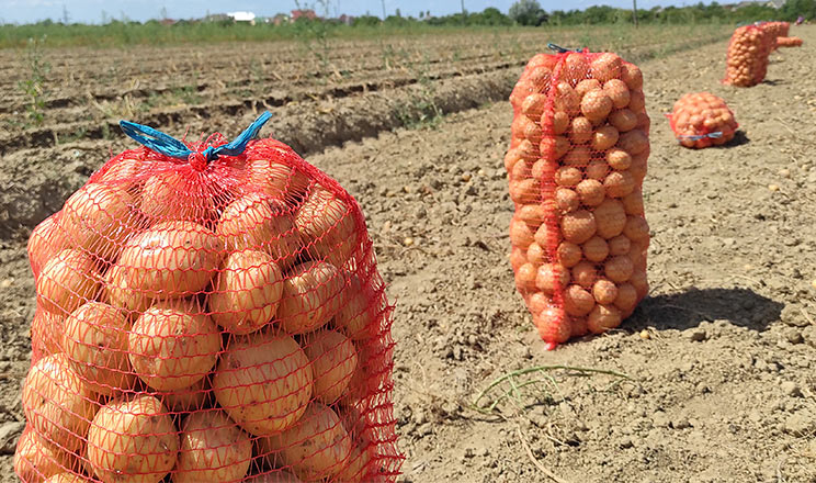 Закарпатський фермер прагне побити картопляний рекорд