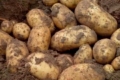 Переселенці на Закарпатті зібрали врожай картоплі