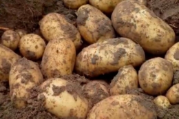 Урожай картоплі на Чернігівщині – до 2 разів вищий, ніж торік