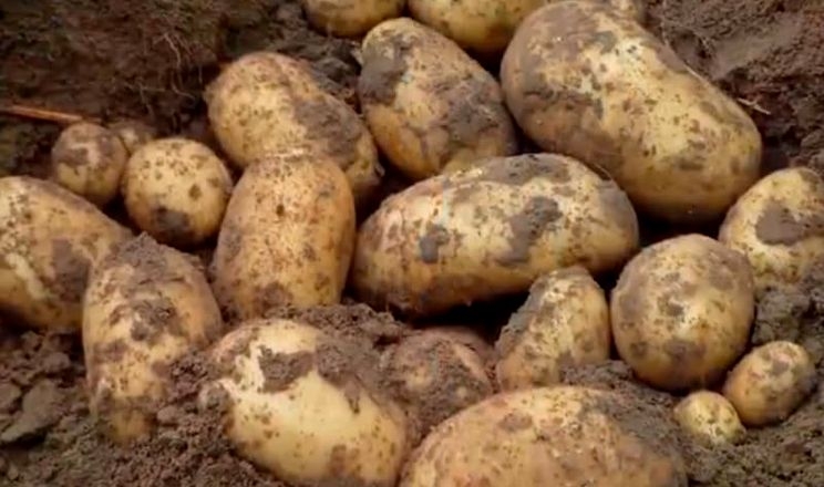 Урожай картоплі на Чернігівщині – до 2 разів вищий, ніж торік