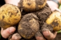 Названі популярні сорти картоплі у Чехії та Словаччині