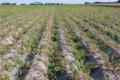 Французькі картоплярі скаржаться на катастрофічне падіння врожаю