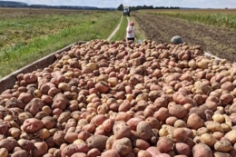 Ринок картоплі залишається стабільним, – експерт
