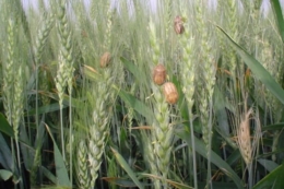 Названо найбільш шкодочинні періоди шкідливої черепашки для пшениці
