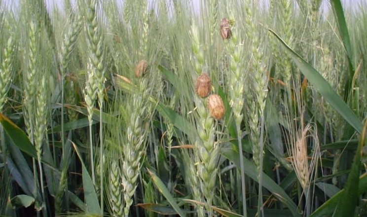 Названо найбільш шкодочинні періоди шкідливої черепашки для пшениці