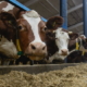 Як знизити вплив гіпокальцемії на економічні показники молочної ферми