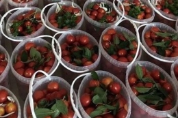 На Вінничині заквасили томати і огірки для фронту