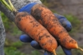 Хмельницькі фермери виростили 10 га волонтерських овочів