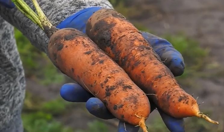 Хмельницькі фермери виростили 10 га волонтерських овочів
