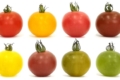 Редагуванням генів отримали з червоних томатів різнокольорові